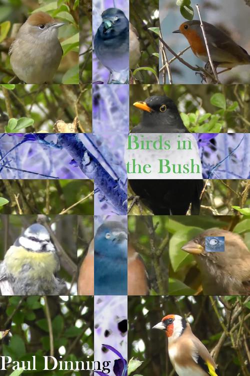 Birds in the Bush 2024 official movie poster