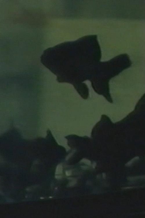 Light of Shadow 1993 official movie poster