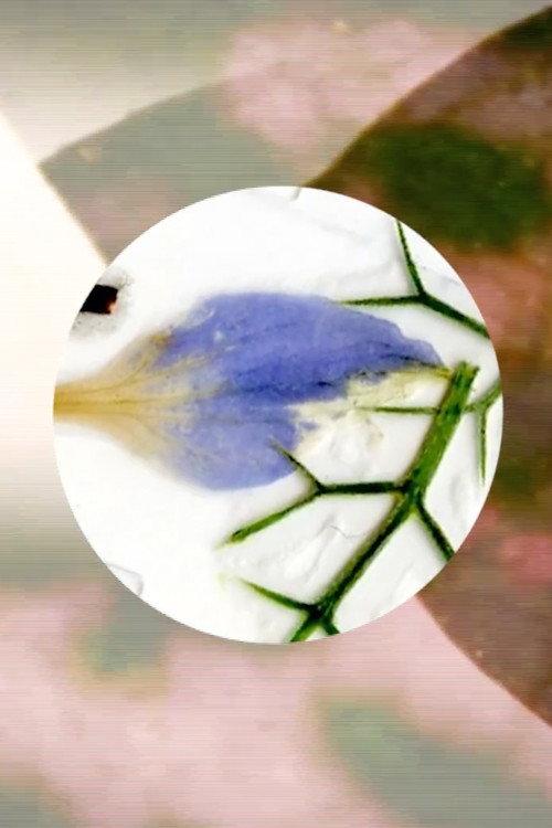 Nature's Optical Toy 2019 official movie poster