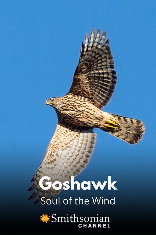 Goshawk - Soul of the Wind 2015 official movie poster
