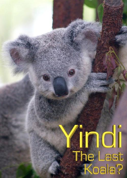 Grainger's World: Yindi: The Last Koala? 2007 official movie poster