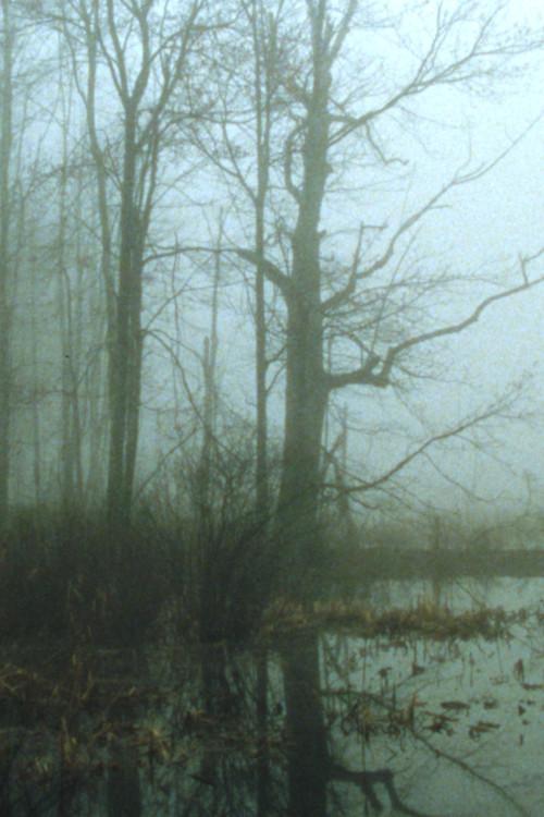 Early Spring Wetlands 2023 official movie poster