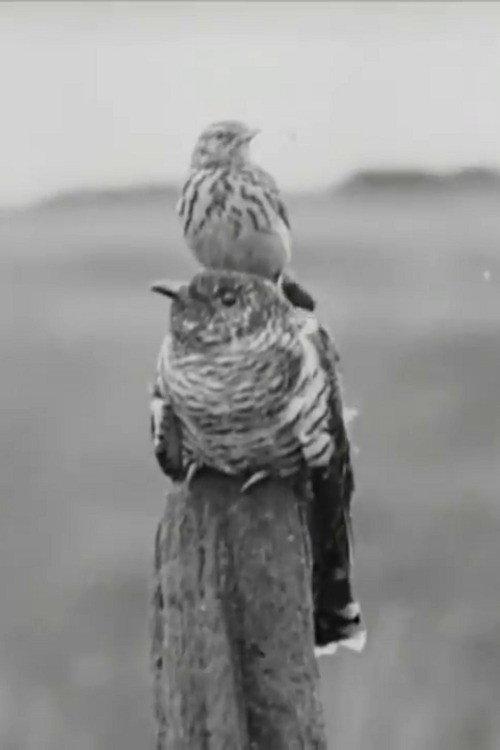 The Cuckoo's Secret 1922 official movie poster