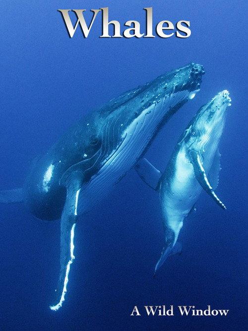 Wild Window: Whales 2015 official movie poster