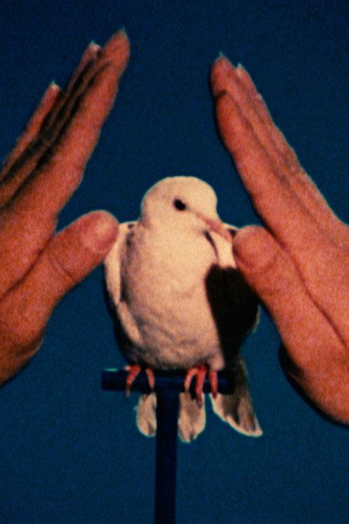 White Dove 1975 official movie poster