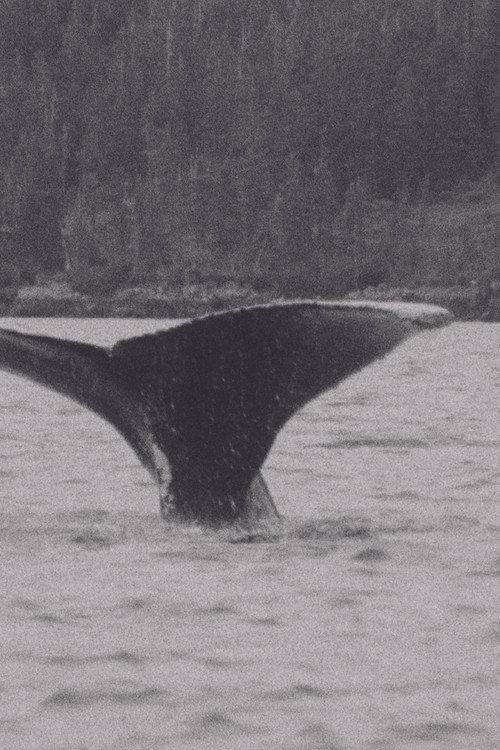 Whales 1980 official movie poster
