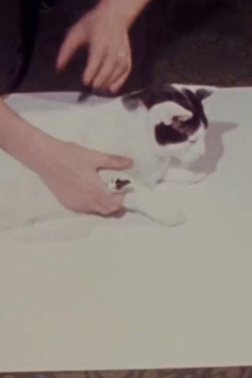 How to Draw a Cat 1973 official movie poster