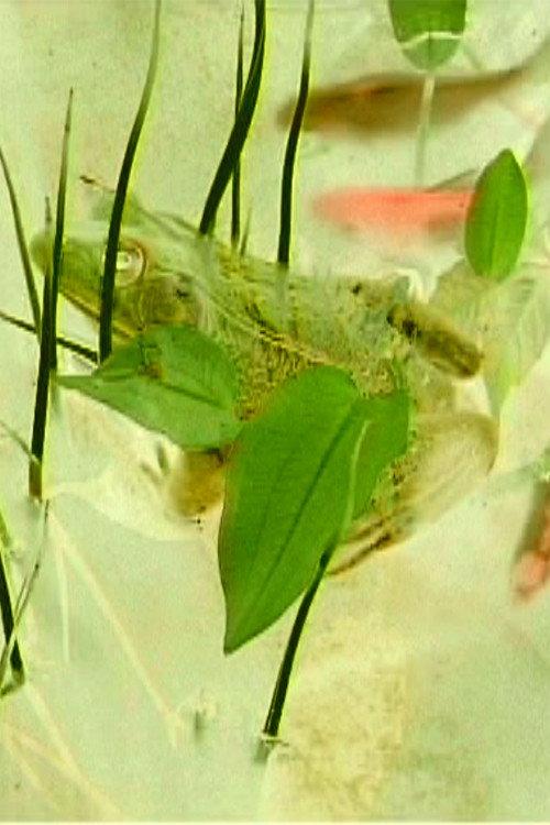 Imaginary pond with real frogs 2001 official movie poster