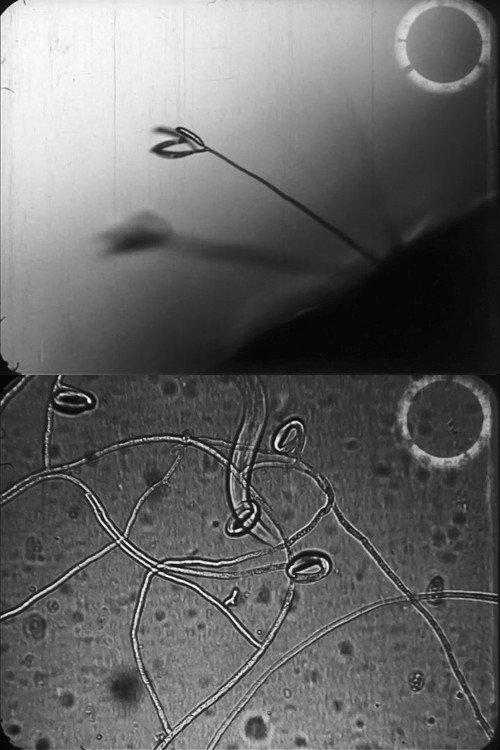 Predacious fungi 1938 official movie poster