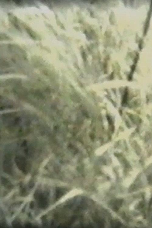 Grass 1967 official movie poster