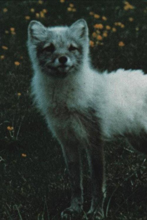 The Fox Makes a Den in the Scree 1961 official movie poster