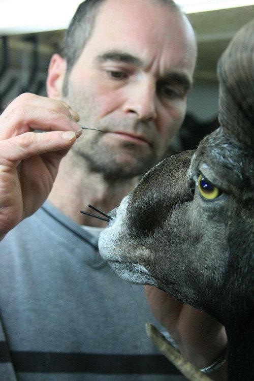 Taxidermist 2010 official movie poster
