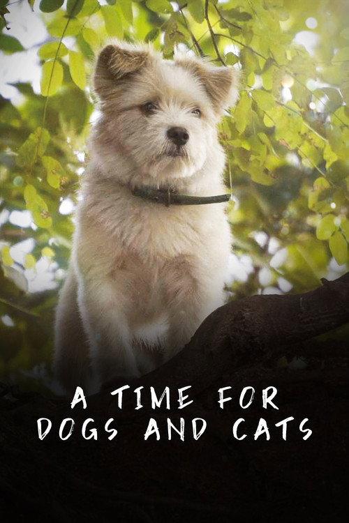 A Time for Dogs and Cats 2020 official movie poster