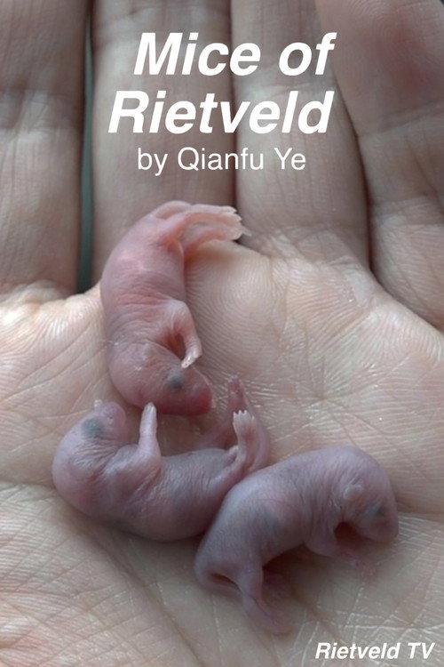 Mice of Rietveld 2019 official movie poster