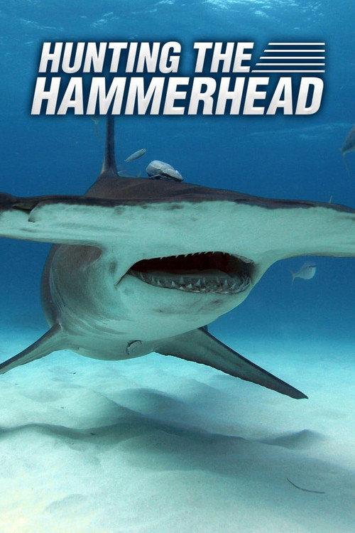 Hunting the Hammerhead 2016 official movie poster