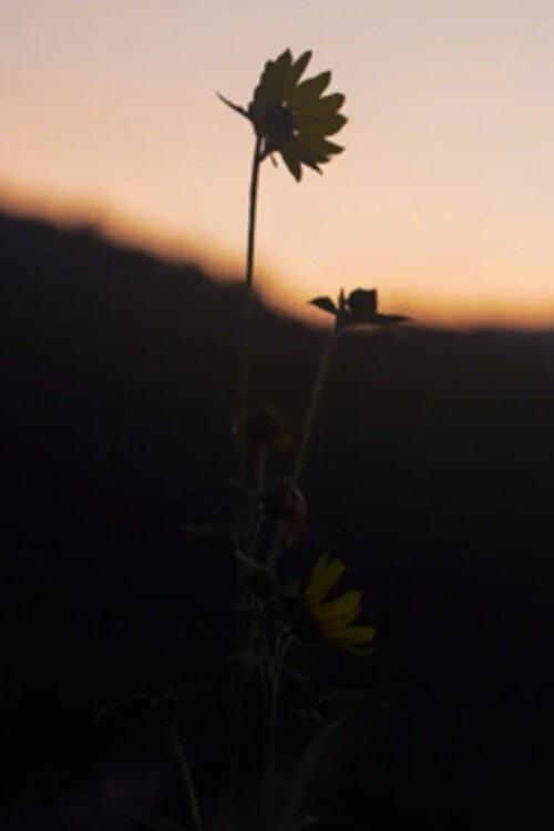 The Dawn Chorus 2021 official movie poster