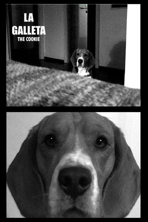 The Cookie 2003 official movie poster