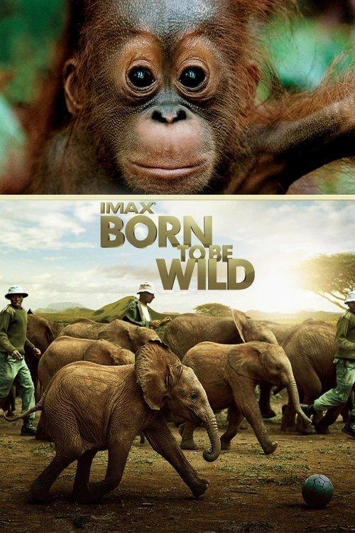 Born to Be Wild 2011 official movie poster