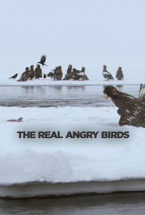 The Real Angry Birds 2014 official movie poster