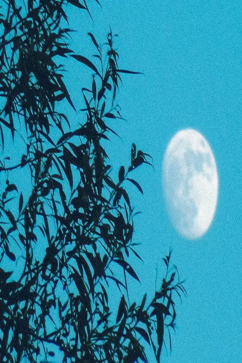 Moongazer's Moonlight Reverie 2024 official movie poster