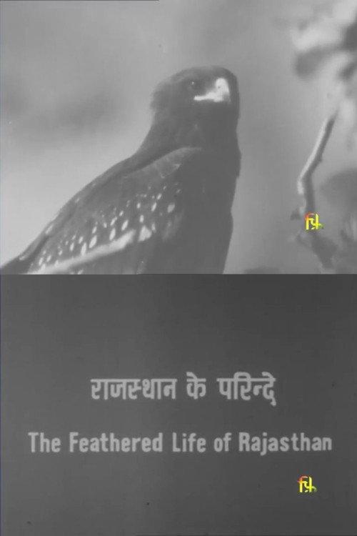 The Feathered Life of Rajasthan 1981 official movie poster
