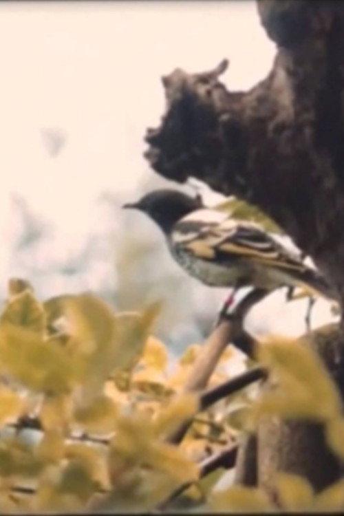 Dawn Chorus 2021 official movie poster