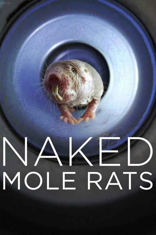 Naked Mole Rats 2019 official movie poster
