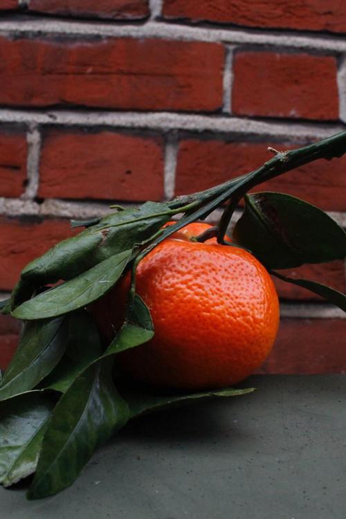 Orange Peel 2026 official movie poster