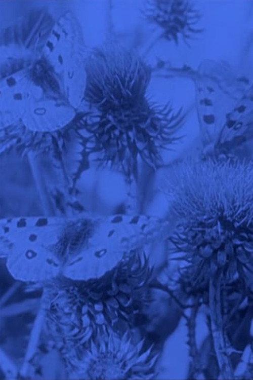 The Life of the Butterfly 1911 official movie poster