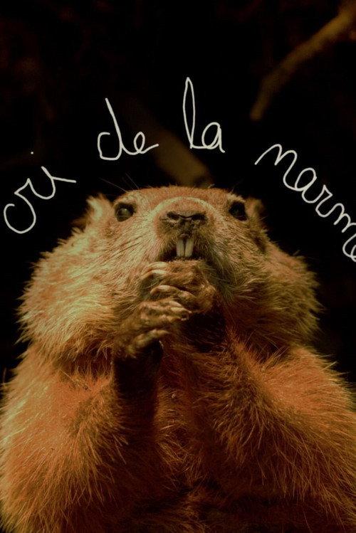 Le cri de la marmotte 2016 official movie poster
