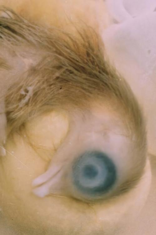Development of the Bird Embryo 1956 official movie poster