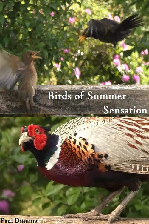 Birds of Summer Sensation 2023 official movie poster