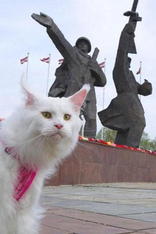 Cats in Riga 2015 official movie poster