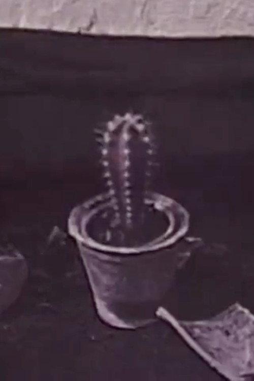 Cactus 1996 official movie poster