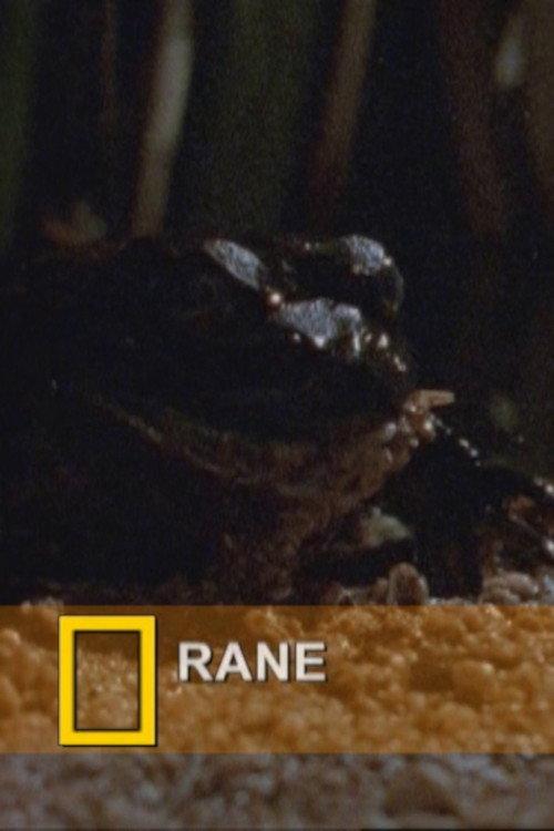 Fearsome Frogs 2000 official movie poster