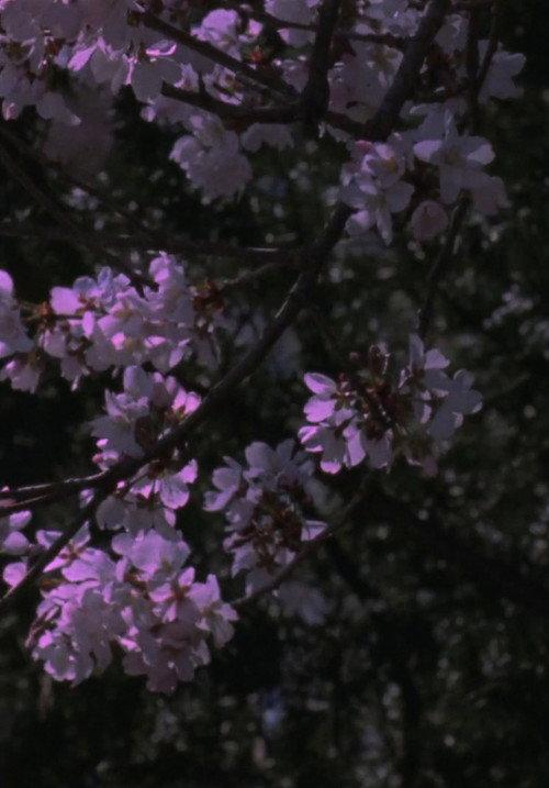 Spring Songs 2017 official movie poster