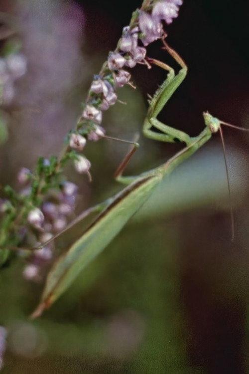 Praying Mantis 1959 official movie poster