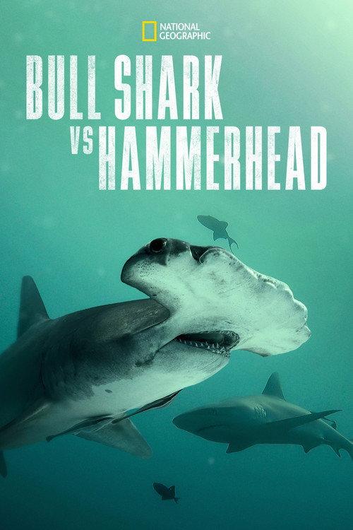 Bull Shark vs. Hammerhead 2023 official movie poster