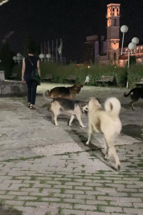 City Strays 2023 official movie poster