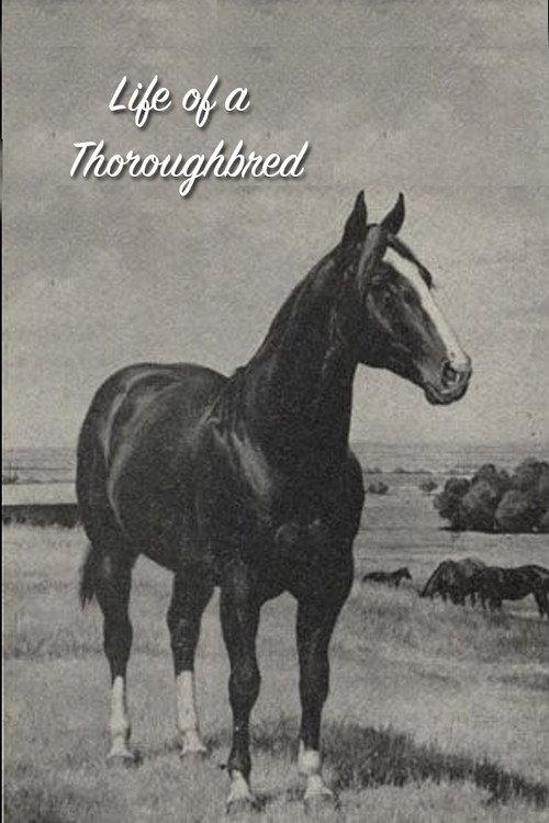 Life of a Thoroughbred 1941 official movie poster