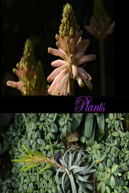 Plants 2026 official movie poster