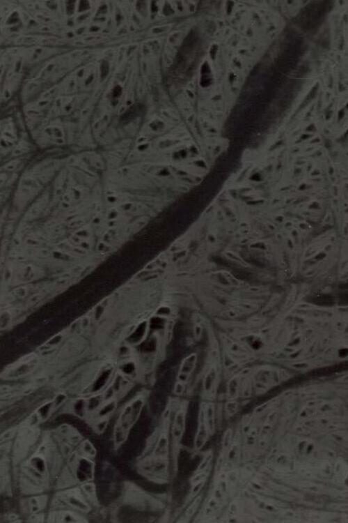 Ecosystem 6 ~ A Sort of Mycelium 1989 official movie poster