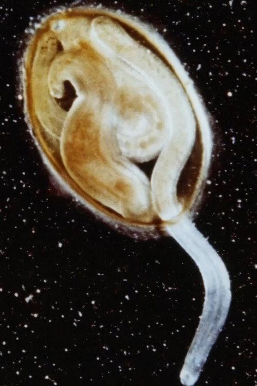 Life of Leech 1968 official movie poster