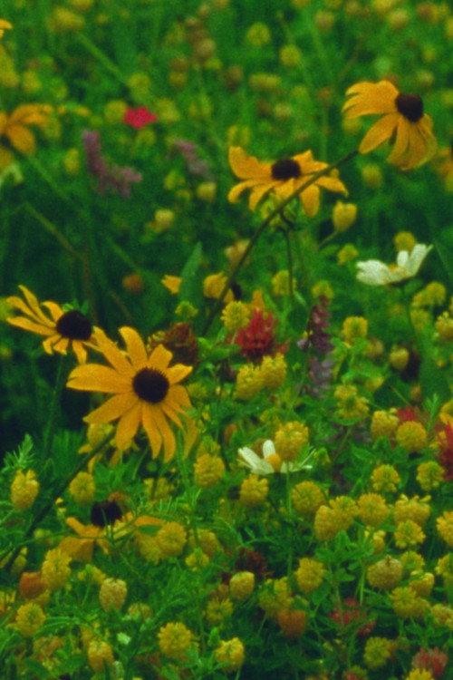 Mountain Wildflowers 2024 official movie poster