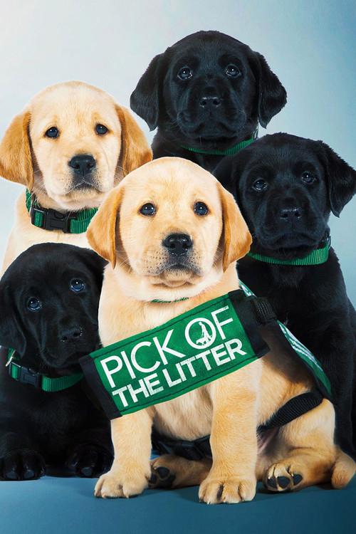 Pick of the Litter 2019 official movie poster