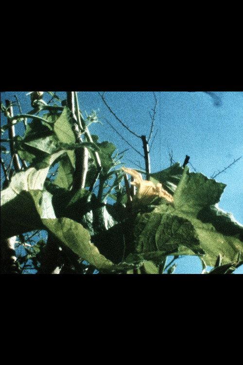 Plantlife 2020 official movie poster