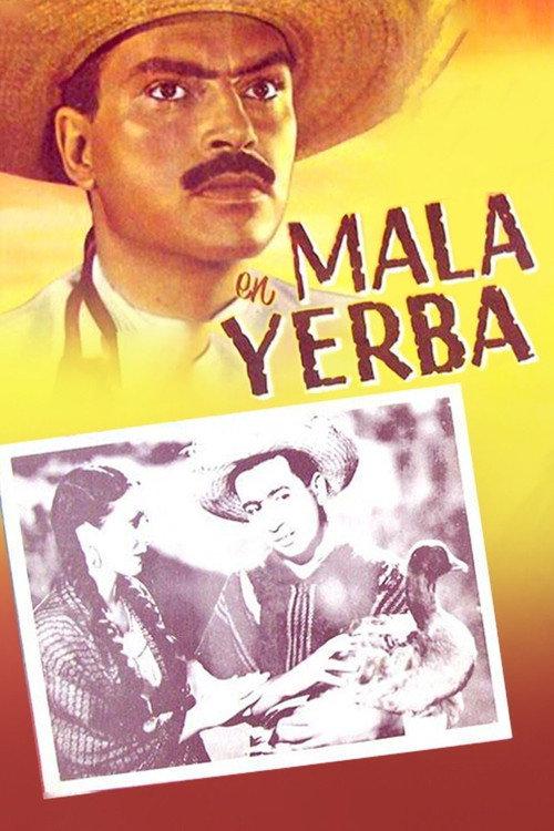 Mala yerba 1940 official movie poster