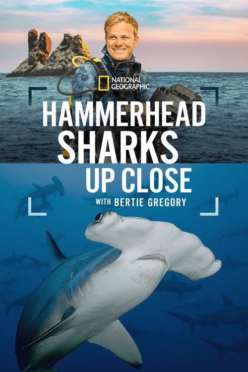 Hammerhead Sharks Up Close with Bertie Gregory 2026 official movie poster