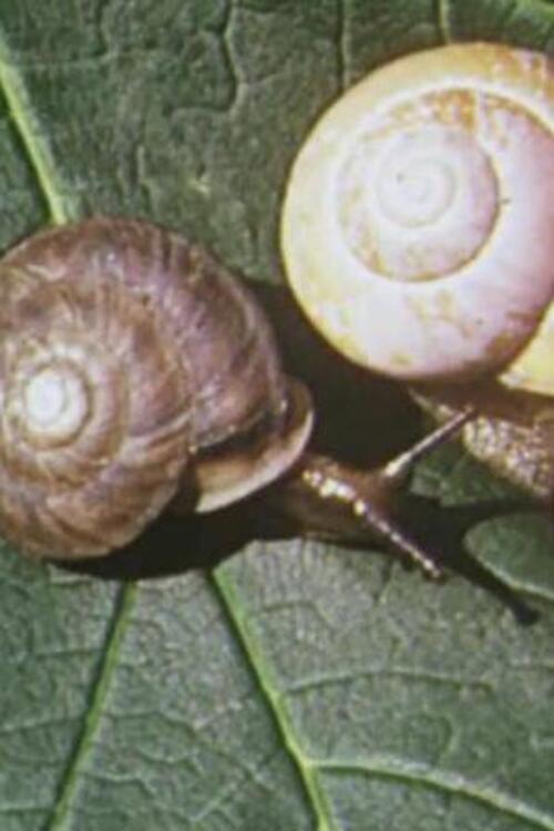 On Closer Inspection 1953 official movie poster