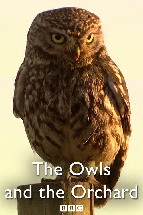 The Owls and the Orchard 2005 official movie poster
